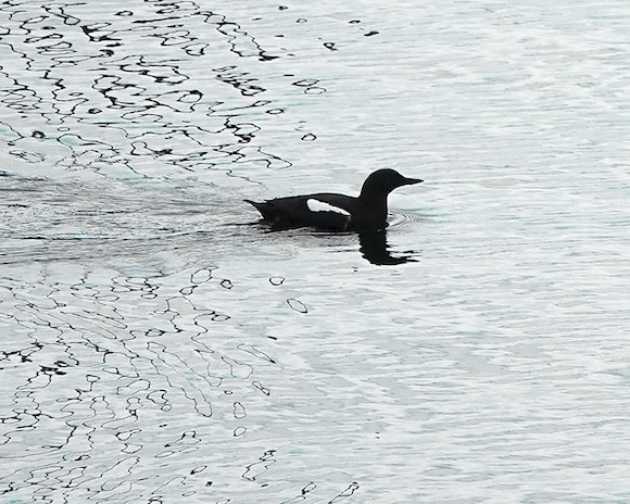 black guillemot